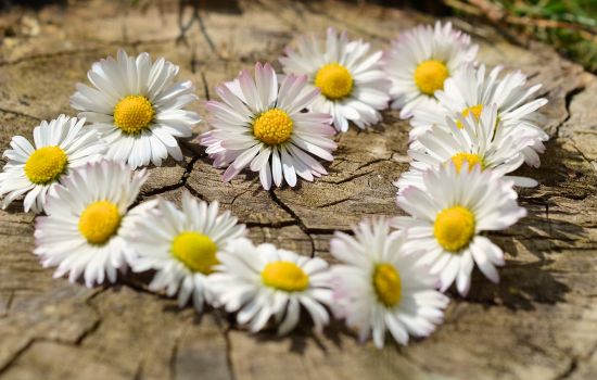 Esther van Schie ‘lentekriebels’