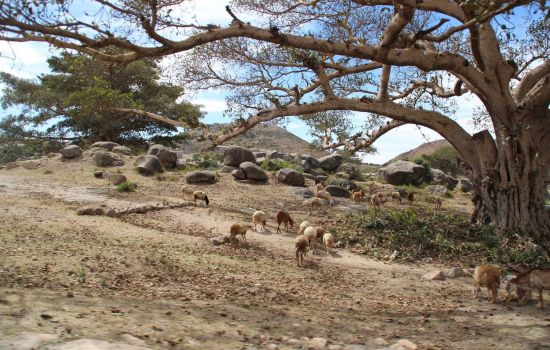 Ester van Schie ‘Schapen zonder herder’