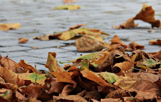 Esther van Schie ‘Bladeren’