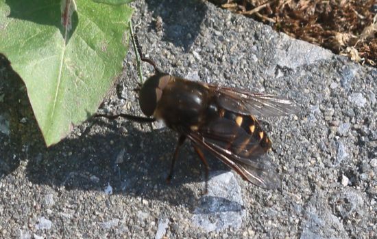 Steekvliegen - de vierde plaag