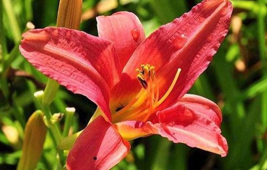 Bloemen houden van mensen