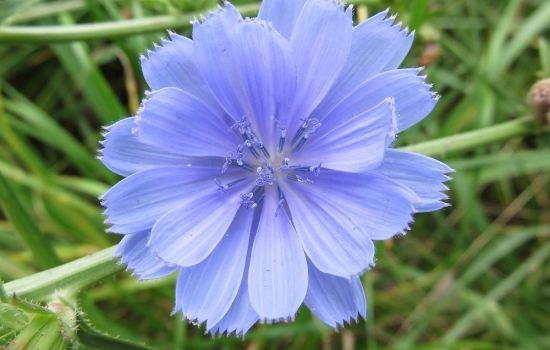 Cichorei een bitterkruid