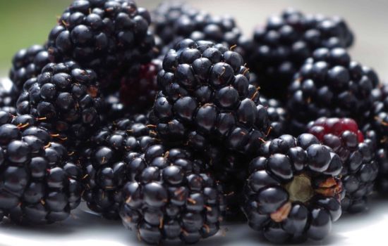 Je kan geen druiven snijden van bramen