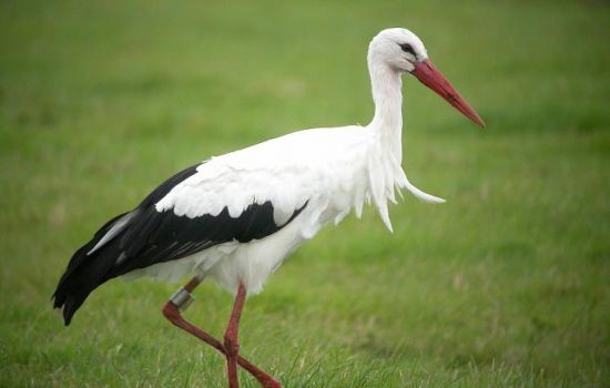 Wie in de schuilplaats van de Allerhoogste is gezeten