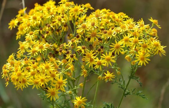 Jakobskruiskruid en volgen