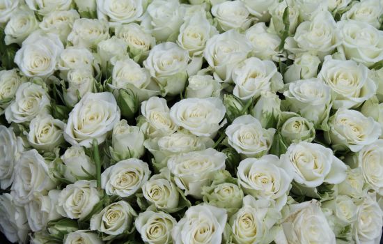 Rozen symboliseren herstel en verheerlijking