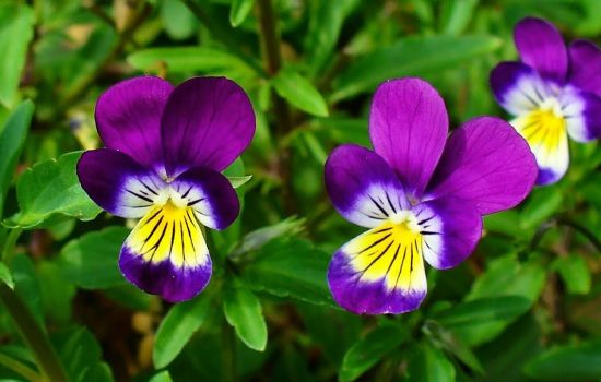 Drievuldigheidsbloem leert ons nederigheid