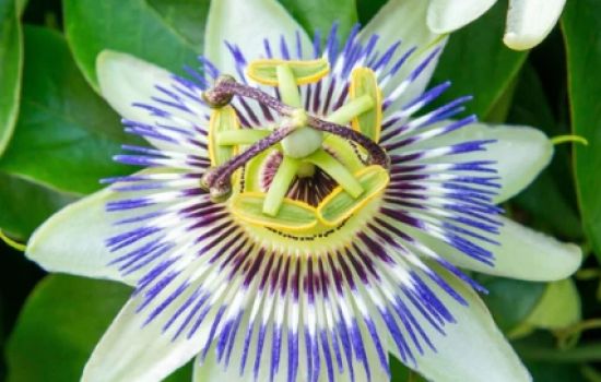 De symboliek van de passiebloem