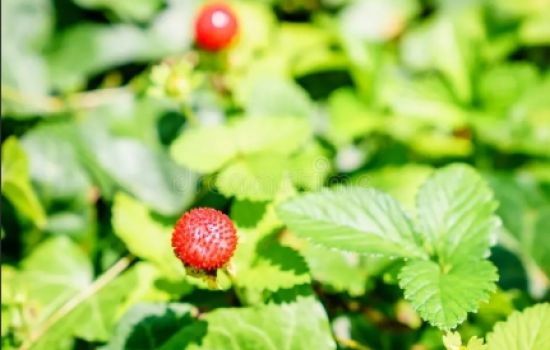 Aardbei vrucht des velds
