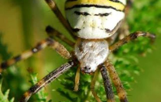 Wespspin grijpt met de handen