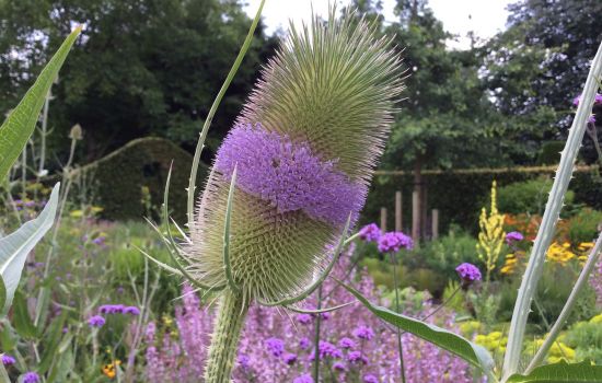 Kaardenbol of wijwaterborstel