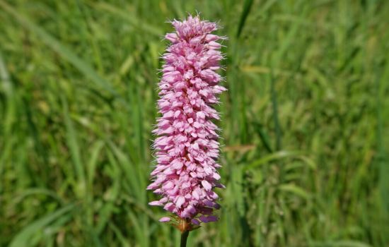 Verdraait een Adderwortel