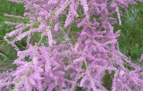 De schaduw van de Tamarisk