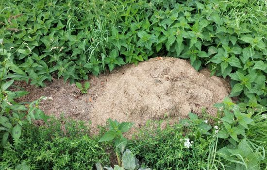 Het gras bij de buren