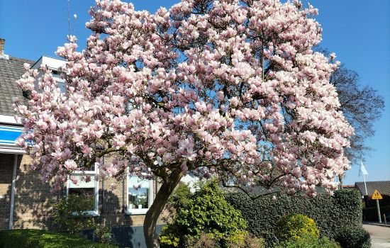 De Magnolia symboliseert spirituele groei en vernieuwing