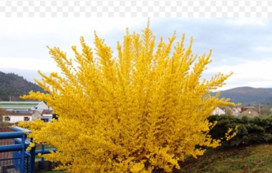 Het tijdelijke karakter van de Forsythia
