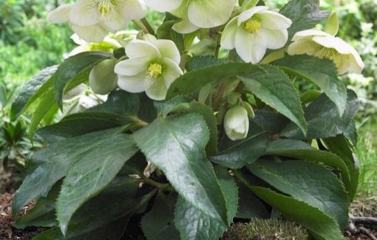 De Helleborus doorstaat ontberingen