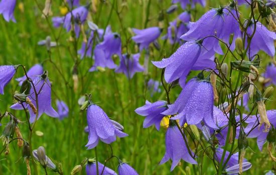 Het grasklokje roept op tot aanbidding