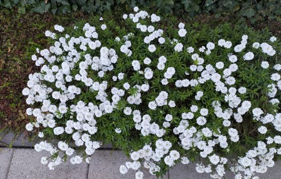 De scheefbloem groeit naar het licht
