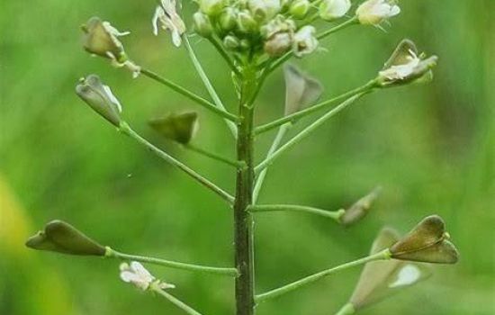 Het Herderstasje appelleert aan onze hartsgestelheid