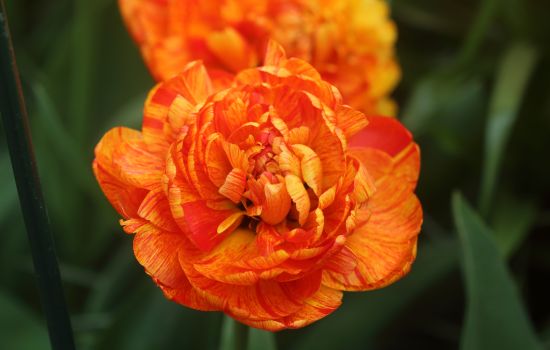 De Tulp moedigt aan tot gebed