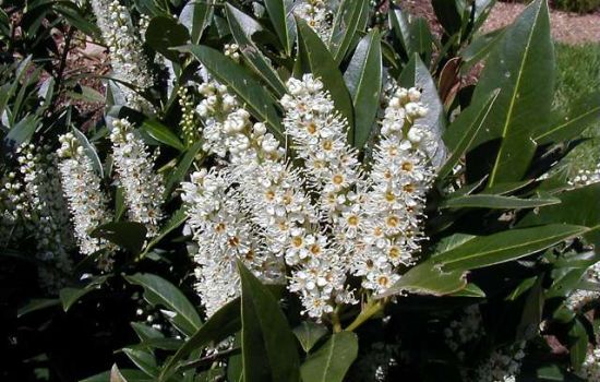 De Laurier roept om bezieling