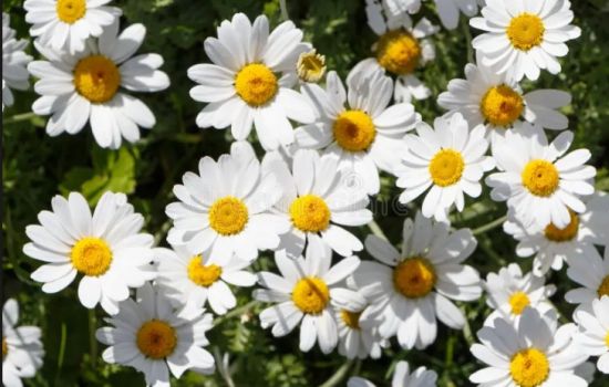De margriet is een parel