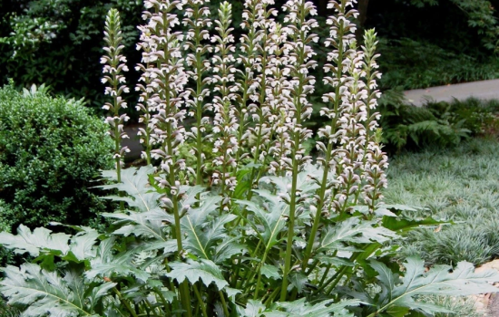 De Acanthus is onoverwinnelijk