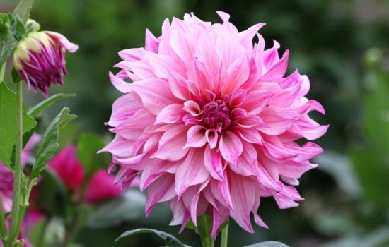 Dahlia of Delila