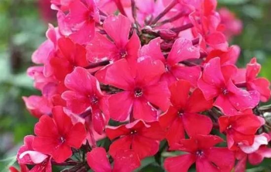 De Vlambloem en het feest van de Geest