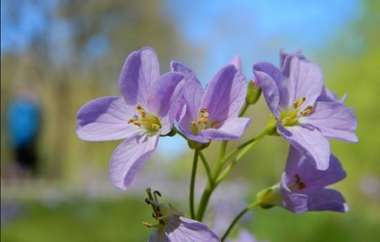 De Pinksterbloem heeft niets met Pinksteren