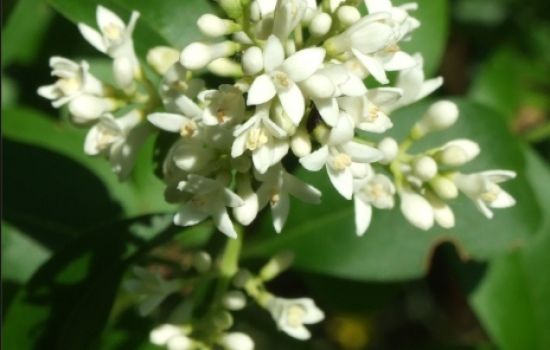 De Liguster bied bescherming
