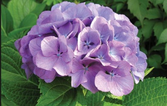 De Hortensia is overvloedig