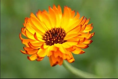 De Goudsbloem richt zich op het zonlicht.