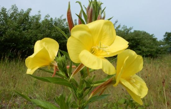 De Teunisbloem geeft hoop