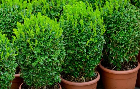 Buxus houd niet van honden