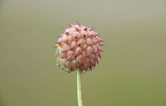 Aardbeiklaver is niet passief