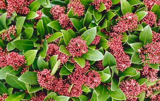 De Skimmia staat voor aap.