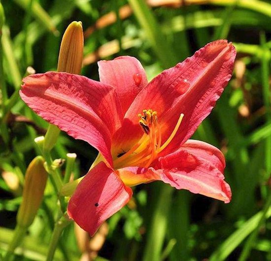 Bloemen houden van mensen