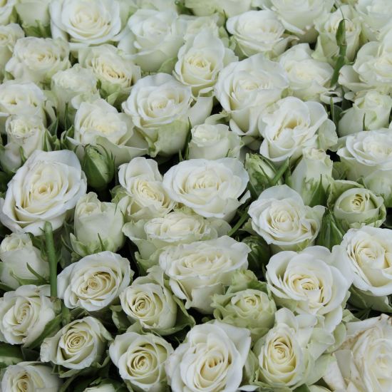 Rozen symboliseren herstel en verheerlijking