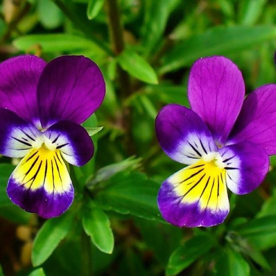 Drievuldigheidsbloem leert ons nederigheid