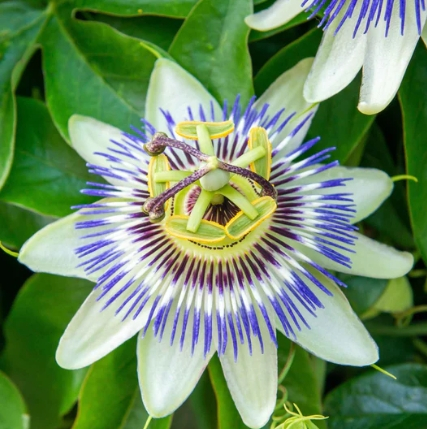 De symboliek van de passiebloem