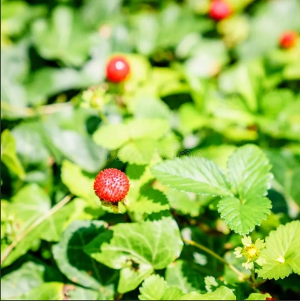 Aardbei vrucht des velds