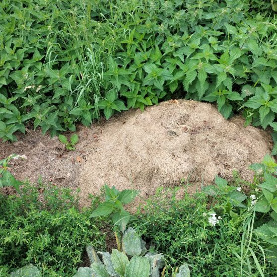 Het gras bij de buren