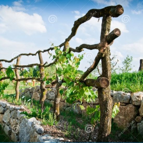 Ds. Geerding 'Ik ben de ware wijnstok'