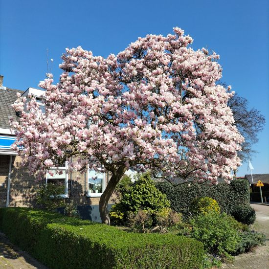 De Magnolia symboliseert spirituele groei en vernieuwing