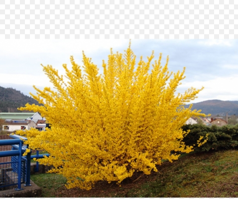Het tijdelijke karakter van de Forsythia