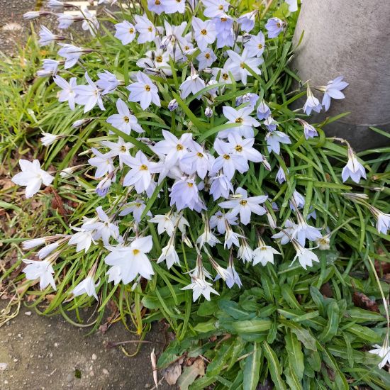 Sneeuwroem de paasbloem bij uitstek