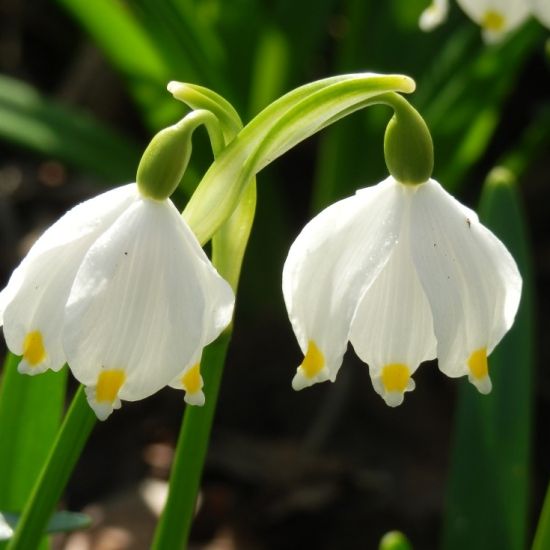 Het nederige Lenteklokje