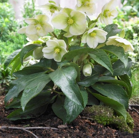 De Helleborus doorstaat ontberingen